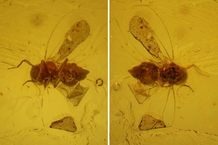 Fossil Scale Insect (Coccoidea) in Baltic Amber #159828